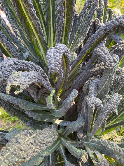 Palmkool - Brassica oleracea 'Nero di Toscana'