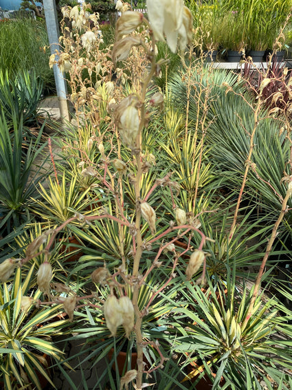 Palmlelie - Yucca filamentosa 'Color Guard' in bloei