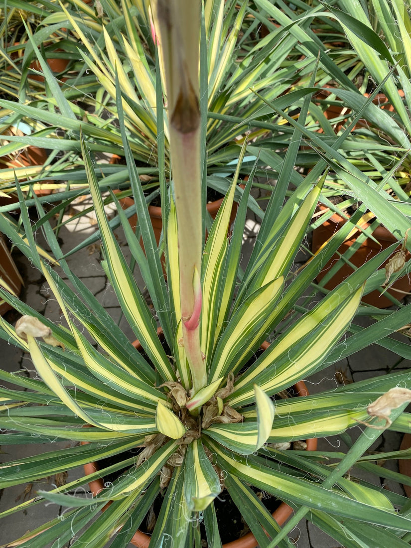 Palmlelie - Yucca filamentosa 'Color Guard'