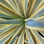 Palmlelie - Yucca gloriosa 'Bright Star'