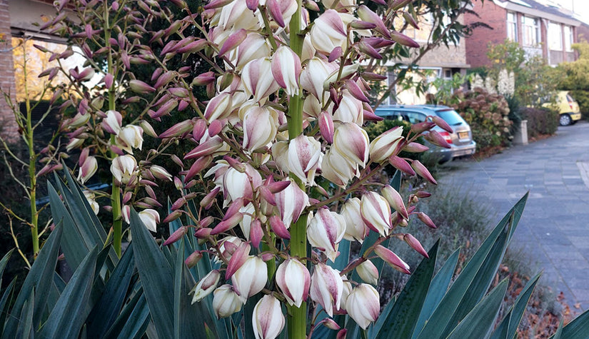 Palmlelie - Yucca gloriosa in bloei