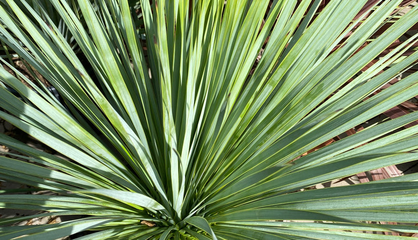 Palmlelie - Yucca rostrata 'Saffir Blue'