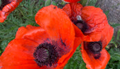 Oosterse klaproos   Papaver orientale 'Brilliant' klantfoto