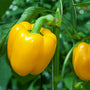 Paprika - Capsicum annuum - Gele paprika