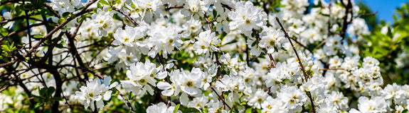 Parelstruik - Exochorda 'Kolmaspirit Magical Springtime'