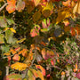 Parrotia Persica in de herfst