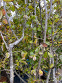 Parrotia Persica in November
