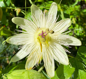 Passiebloem - Passiflora caerulea 'Constance Elliott'