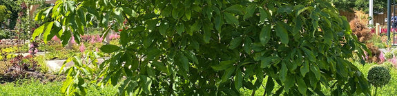 Pavia - Aesculus mutabilis 'Penduliflora'