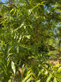 Pecannoot-Carya-illinoinensis-blad.jpeg