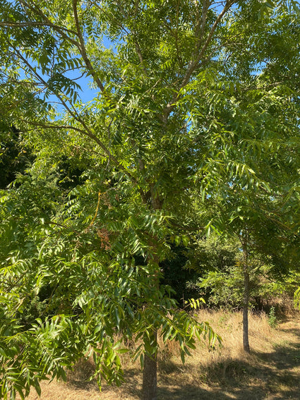 Pecannoot - Carya illinoinensis