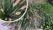 Lampenpoetsersgras   Pennisetum alopecuroides 'Hameln'
