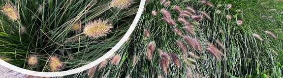 Lampenpoetsersgras - Pennisetum alopecuroides 'Hameln'