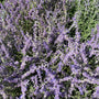 Reuzenlavendel - Perovskia atriplicifolia 'Blue Spire'