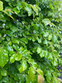 Persica-parrotia-bladeren-juni.jpg