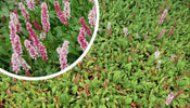 Duizendknoop   Bloei licht tot donker roze en rood