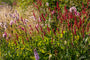 Duizendknoop - Persicaria amplexicaulis 'Taurus'