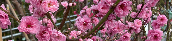 Perzik - Prunus persica 'Taoflora' - Pink