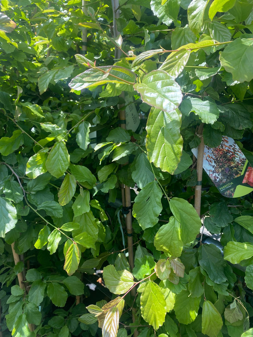 Slank Perzisch ijzerhout - Parrotia persica 'Vanessa'