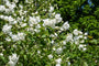 Heester Boerenjasmijn - Philadelphus 'Virginal'