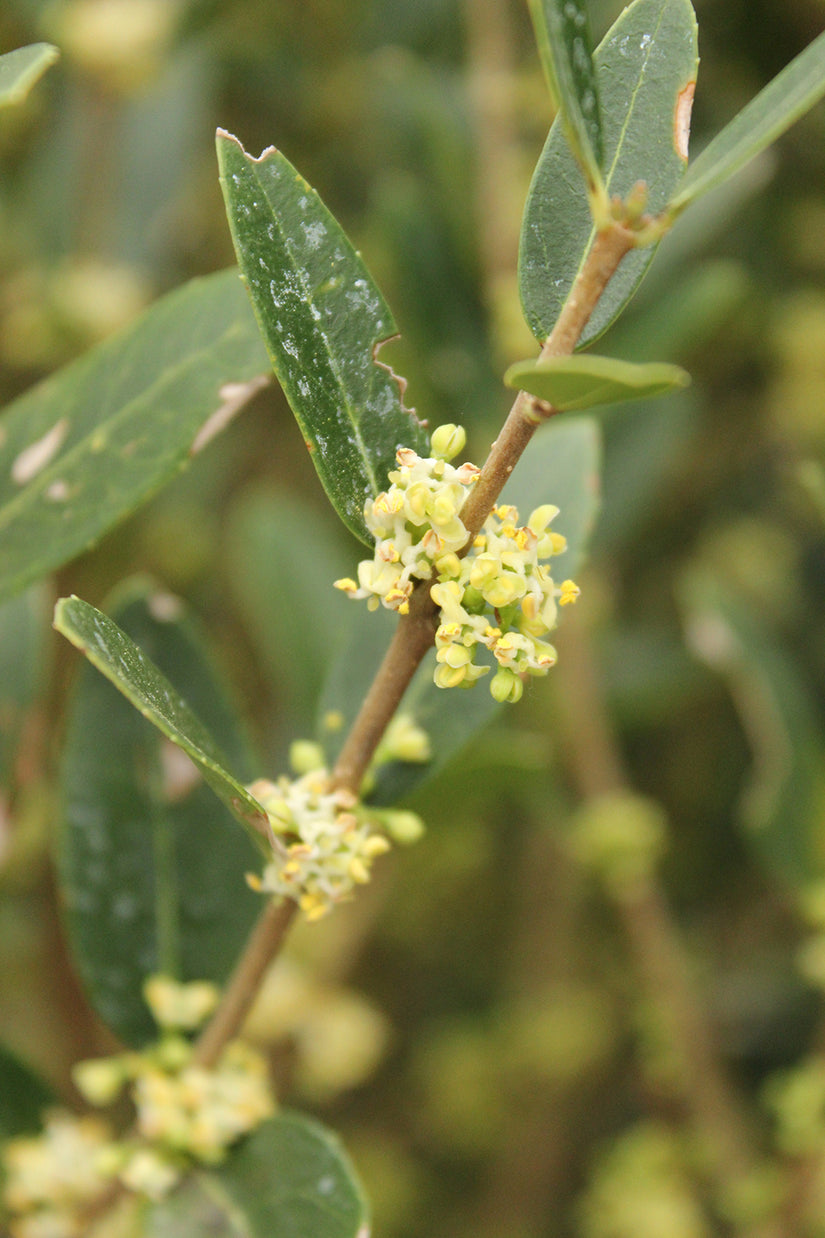 Steenlinde - Phillyrea angustifolia bloei
