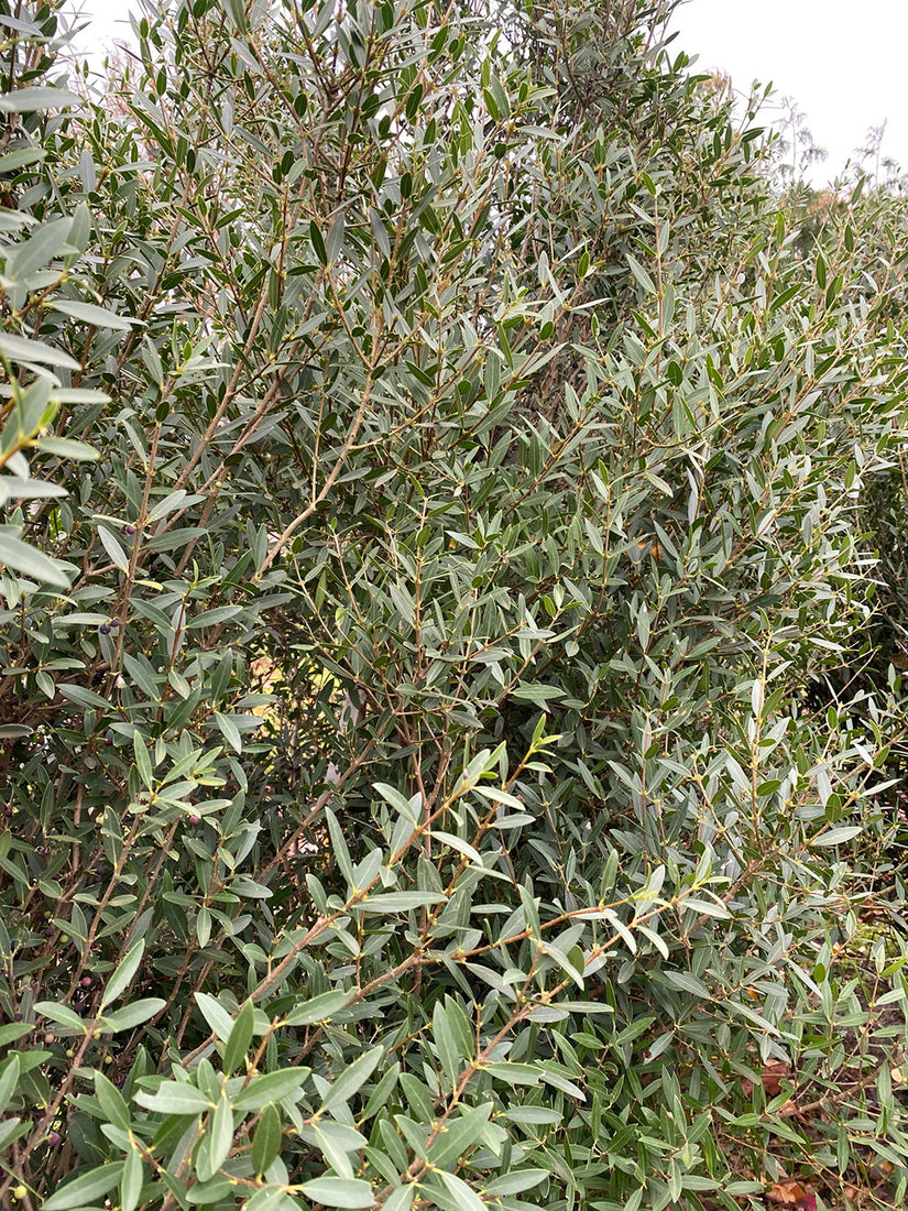 Phillyrea-angustifolia.jpeg