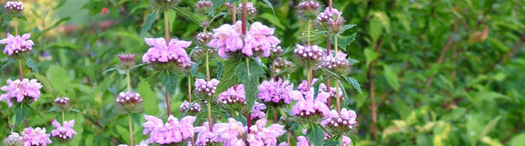 Phlomis brandkruid met paarse bloemen 'Amazone'