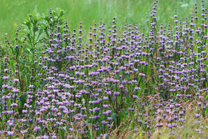Brandkruid - Phlomis tuberosa