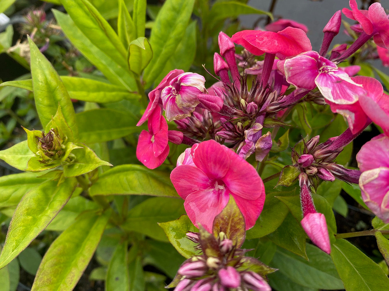Flox - Phlox paniculata 'Tenor' rood blad vlambloem