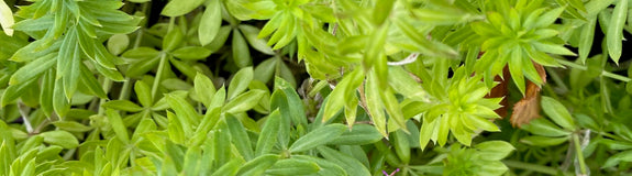 Perzische kruisjesplant - Phuopsis stylosa