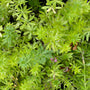 Perzische kruisjesplant - Phuopsis stylosa