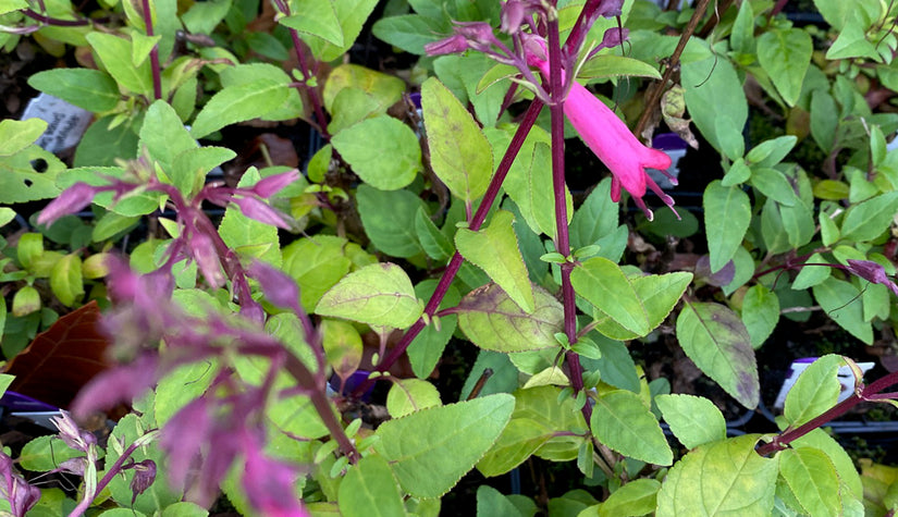 Kaapse fuchsia - Phygelius capensis 'Candy Drops Deep Rose'