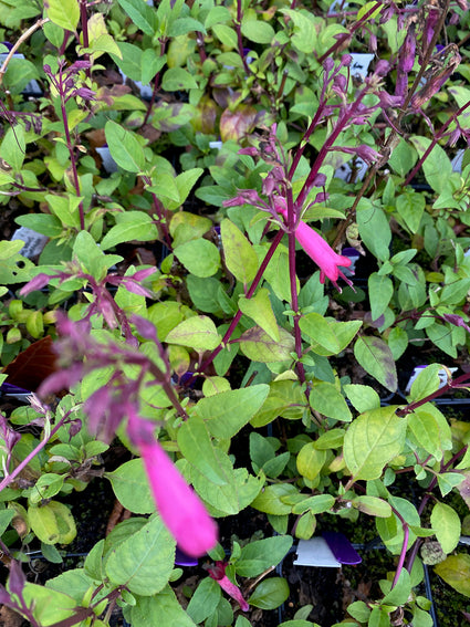 Kaapse fuchsia - Phygelius capensis 'Candy Drops Deep Rose'