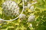 Blaasspirea - Physocarpus opulifolius 'Dart's Gold' bloei