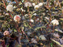 Blaasspirea - Physocarpus opulifolius 'Diabolo' in bloei