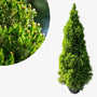 Canadese spar - Picea glauca 'Conica' - mini kerstboom