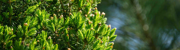 Canadese spar - Picea glauca 'Perfecta'