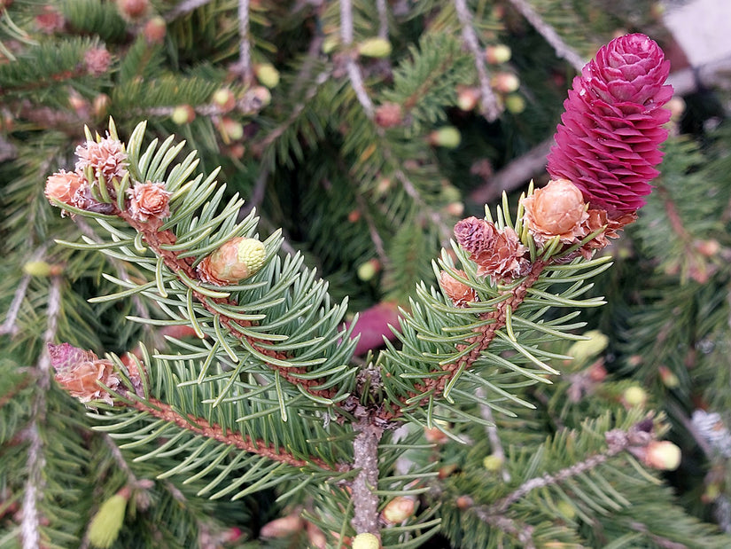Picea abies 'Acrocona' Fijnspar met rode kegels