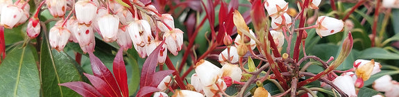 Rotsheide - Pieris japonica 'Katsura' in bloei