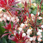 Rotsheide - Pieris japonica 'Katsura' in bloei