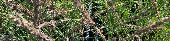 Pijpestrootje - Molinia caerulea 'Moorhexe'
