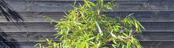 Haagplant bamboe 'Ping wu'