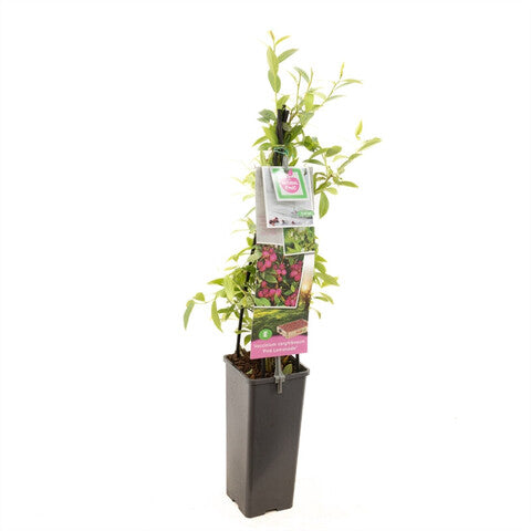 Vaccinium corymbosum 'Pink Lemonade' (Amerikaanse bosbes, Blauwe bes, Roze bosbes) | Bloemenpark Vaccinium corymbosum 'Pink Lemonade' (Amerikaanse bosbes, Blauwe bes, Roze bosbes) | Bloemenpark