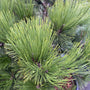 Detail Slangenhuidden - Pinus leucodermis 'Compact Gem'