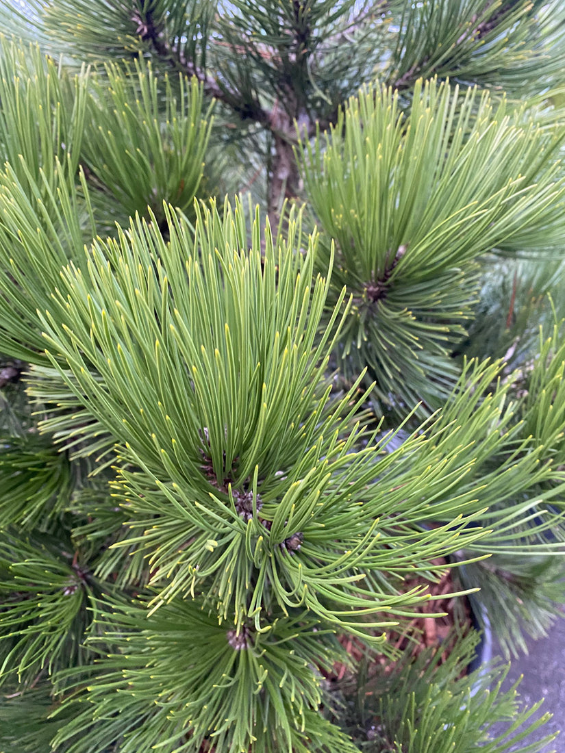 Detail Slangenhuidden - Pinus leucodermis 'Compact Gem'