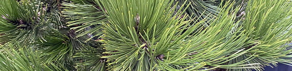 Slangenhuidden - Pinus leucodermis 'Compact Gem'