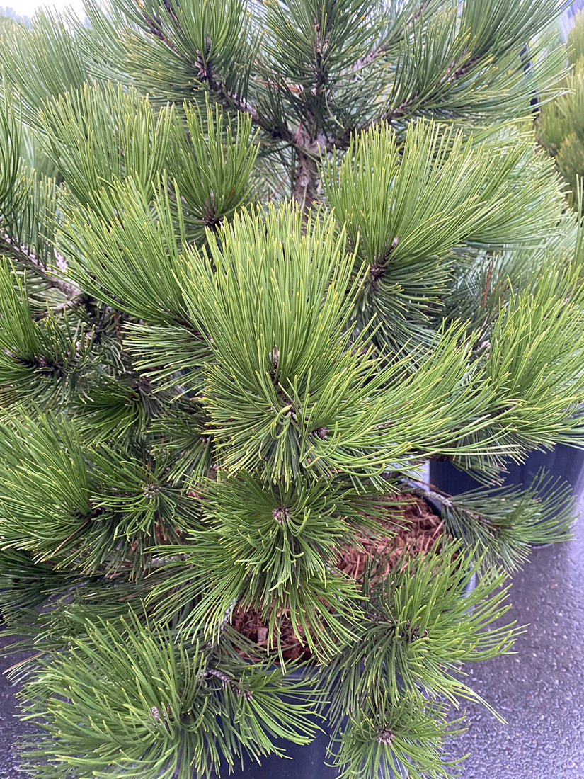 Slangenhuidden - Pinus leucodermis 'Compact Gem'