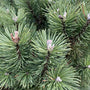 Bergden - Pinus mugo 'Columbo' detail