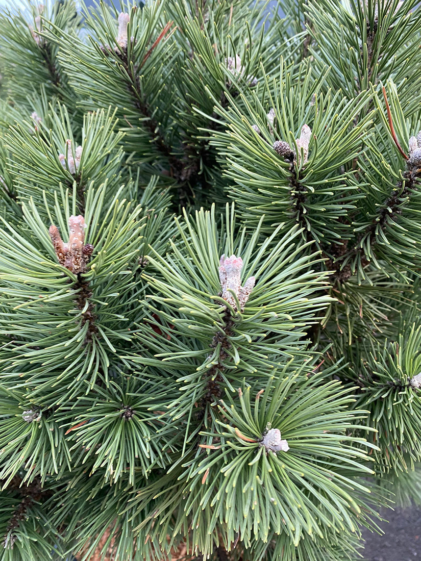 Bergden - Pinus mugo 'Columbo' detail