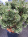 Pinus mugo 'Columbo'